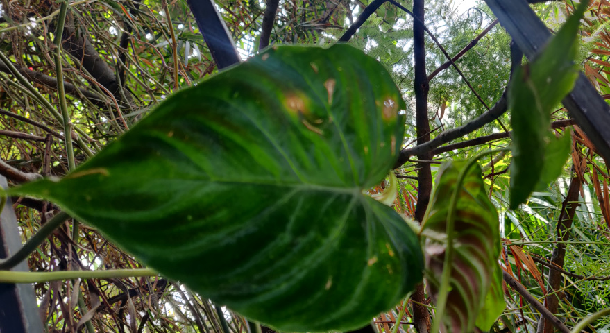 imagenes/araceae/PhilodendronVentricosum.jpg