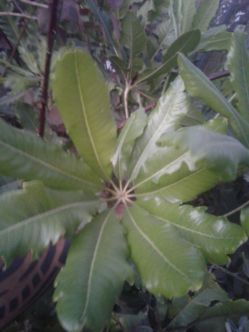 imagenes/araliaceae/ScheffleraElegantissima.jpg