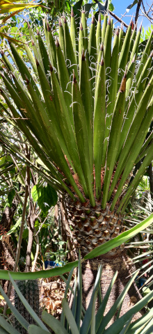 imagenes/asparagaceae/YuccaFilifera.jpg