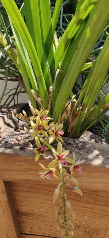 imagenes/orchidaceae/CymbidiumAloifolium.jpg