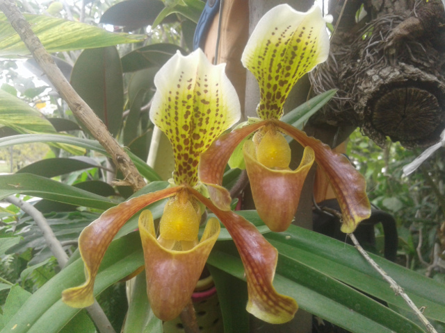 imagenes/orchidaceae/Paphiopedilum.jpg