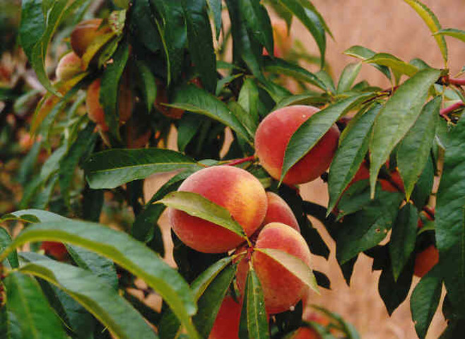 imagenes/rosaceae/PrunusPersica.jpg
