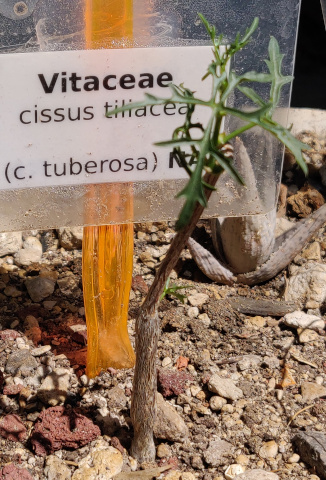 imagenes/vitaceae/CissusTaliacea.jpg