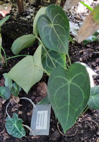 imagenes/araceae/AnthuriumClarinervium.jpg