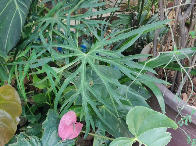 imagenes/araceae/AnthuriumPodophyllum.jpg