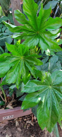 imagenes/araliaceae/FatsiaJaponica.jpg