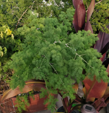 imagenes/asparagaceae/AsparagusRetrofractus.jpg