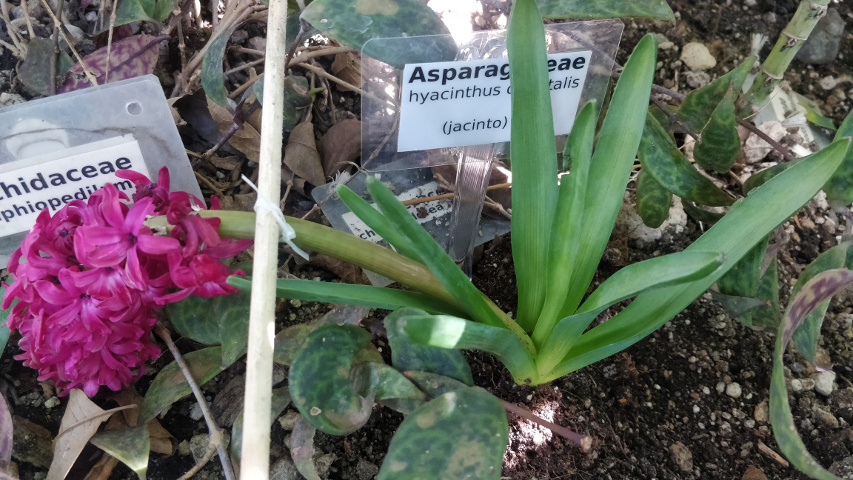 imagenes/asparagaceae/HyacinthusOrientalis.jpg