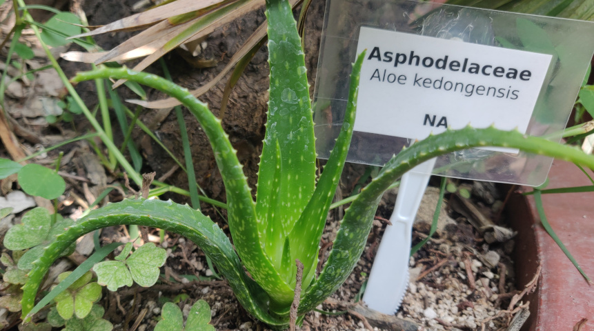 imagenes/asphodelaceae/AloeKedongensis.jpg