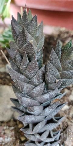 imagenes/asphodelaceae/HaworthiopsisCoarctata.jpg