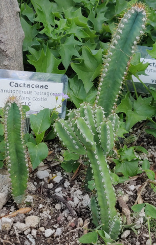 imagenes/cactaceae/AcanthocereusTetragonusFairyCastle.jpg