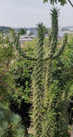 imagenes/cactaceae/AustrocylindropuntiaSubulata.jpg