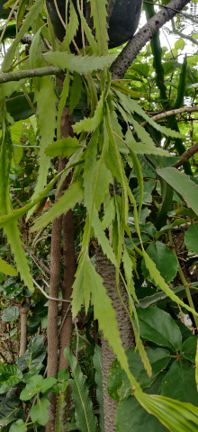 imagenes/cactaceae/LepismiumHoulletianum.jpg