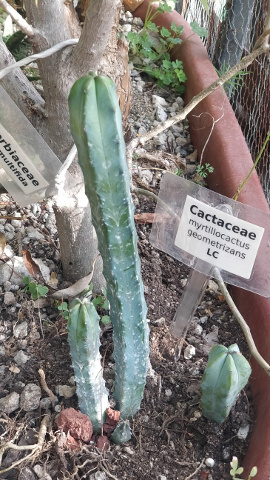 imagenes/cactaceae/MyrtillocactusGeometrizans.jpg