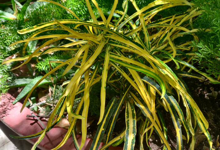 imagenes/euphorbiaceae/CodiaeumVariegatum-4.jpg