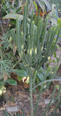imagenes/euphorbiaceae/EuphorbiaAphylla.jpg