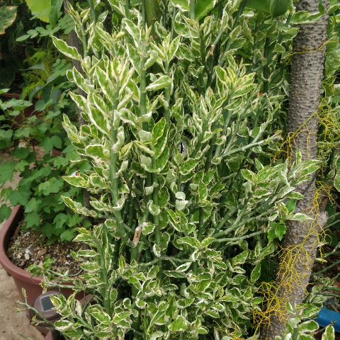 imagenes/euphorbiaceae/EuphorbiaTithymaloidesVariegata.jpg