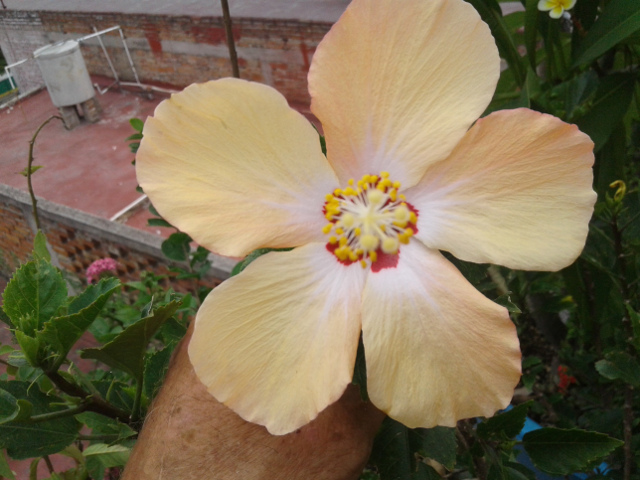 imagenes/malvaceae/Hibiscus06.jpg