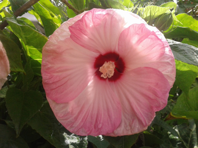 imagenes/malvaceae/Hibiscus07.jpg
