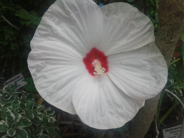 imagenes/malvaceae/Hibiscus08.jpg