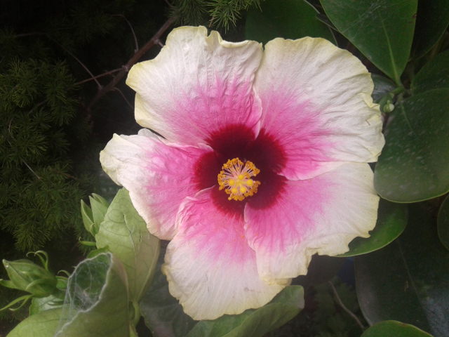 imagenes/malvaceae/Hibiscus10.jpg