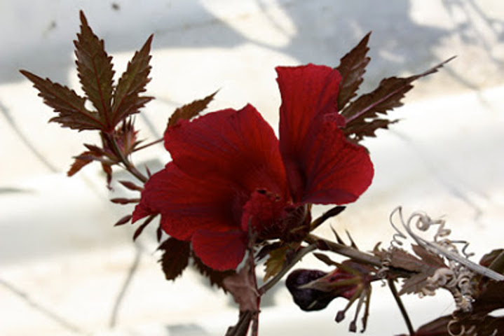 imagenes/malvaceae/HibiscusAcetosella.jpg