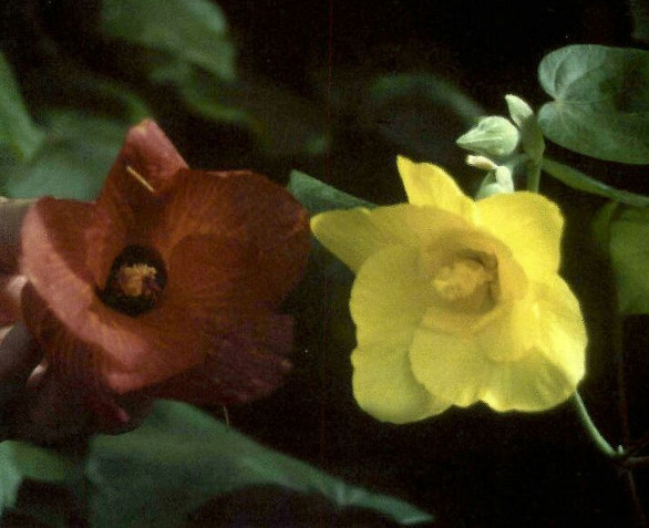 imagenes/malvaceae/TaliparitiTiliaceum.jpg