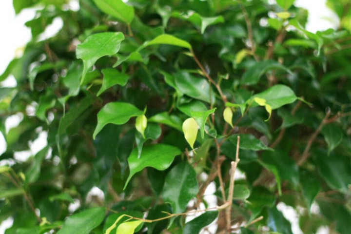 imagenes/moraceae/FicusBenjamina.jpg