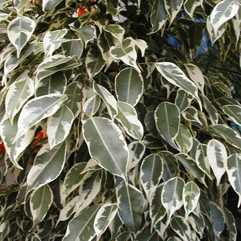 imagenes/moraceae/FicusBenjaminaVariegata.jpg