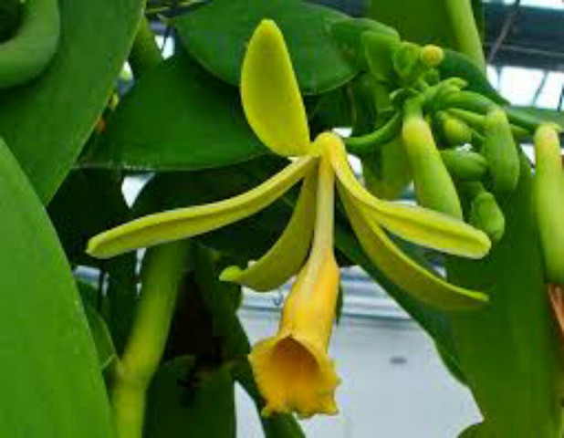 imagenes/orchidaceae/VanillaPlanifolia.jpg